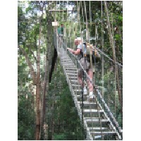 canopy walk 2.JPG